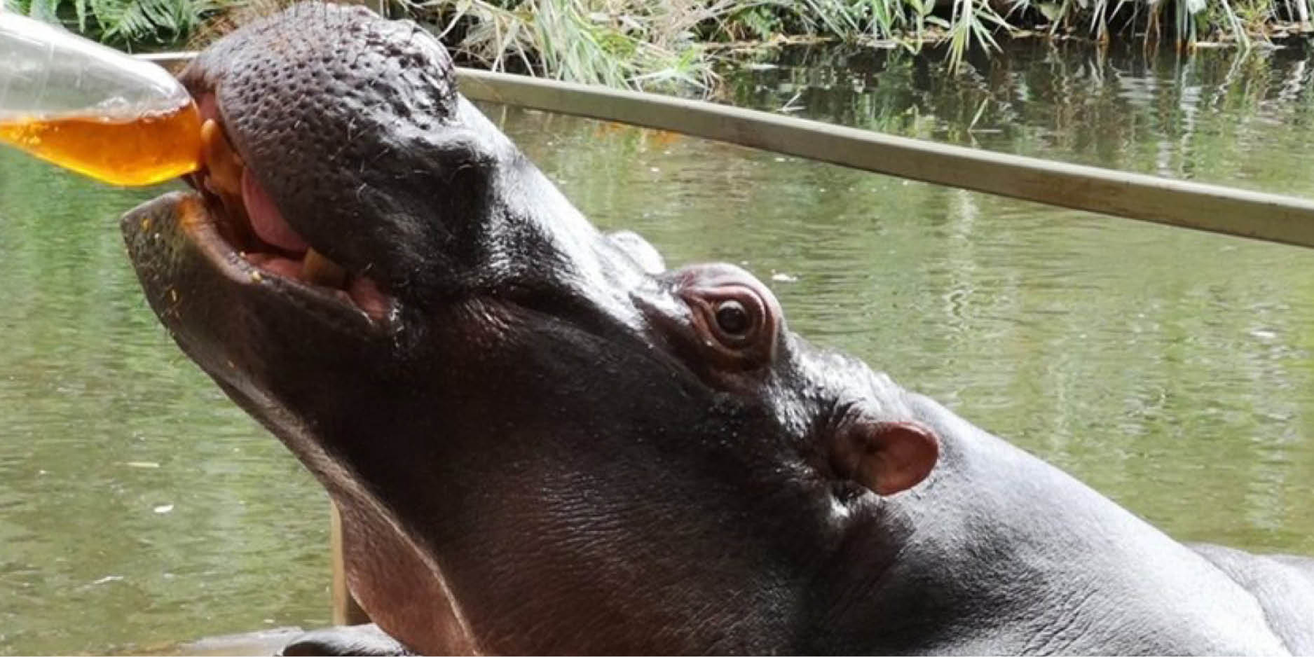 Voici Jessica, l'hippopotame branché qui aime le thé rooibos.